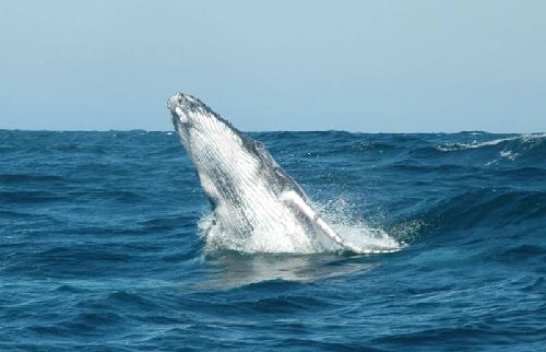 4734-extra-image_2