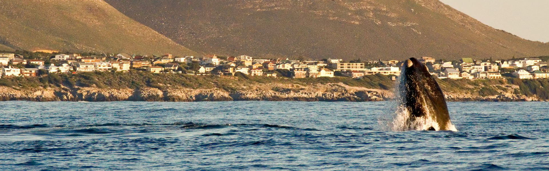 Hermanus