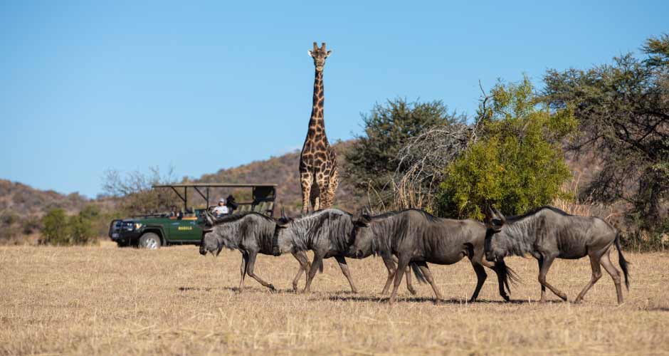 Mabula Game Lodge 08