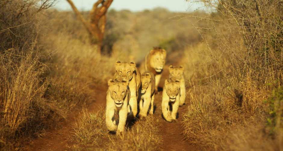 Thanda Safari Lodge 07